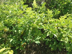 Citrus × latifolia