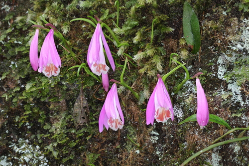 Pleione formosana, photograph 1