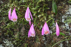 Pleione formosana, photograph author not stated, no rights reserved