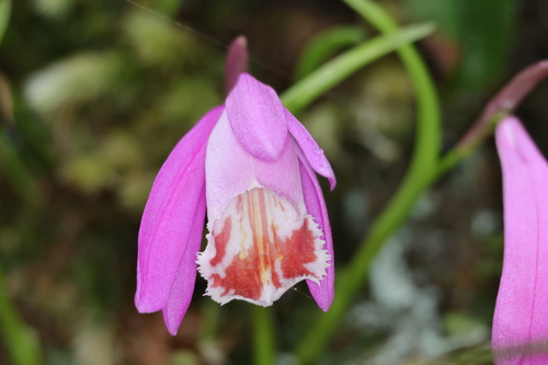 Pleione formosana, photograph 2