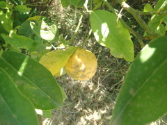 Citrus × latifolia