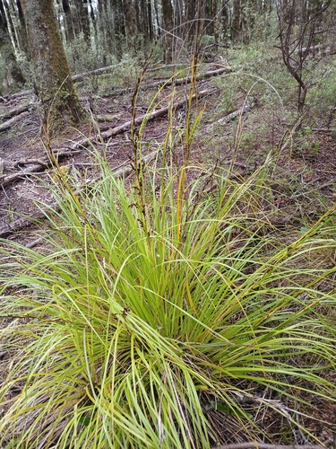 Cutting Sedge (Gahnia pauciflora)