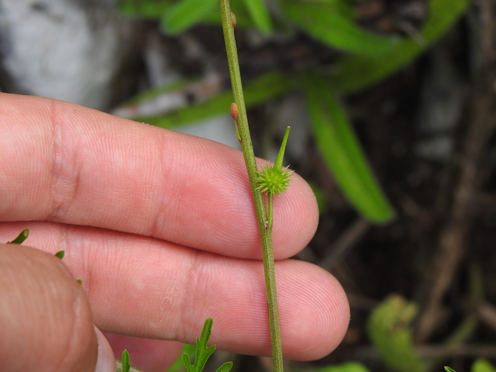Succowia balearica; photograph (c) Duarte Frade, some rights reserved (CC BY)