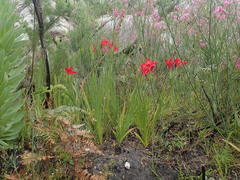Gladiolus sempervirens