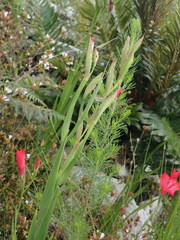 Gladiolus sempervirens