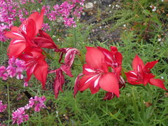 Gladiolus sempervirens