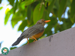 Turdus abyssinicus