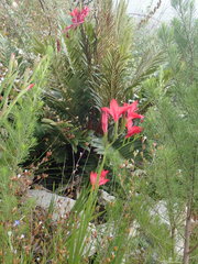 Gladiolus sempervirens