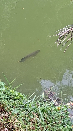 Asian arowana (Scleropages formosus) — Osteoglossidae