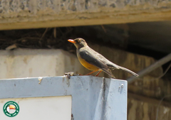 Turdus abyssinicus