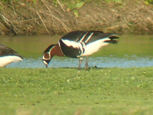 Barnacla cuellirroja (Branta ruficollis)