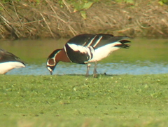 Branta ruficollis