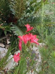 Gladiolus sempervirens