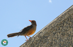 Turdus abyssinicus