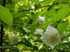 Philadelphus inodorus