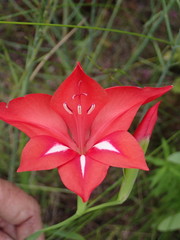 Gladiolus sempervirens