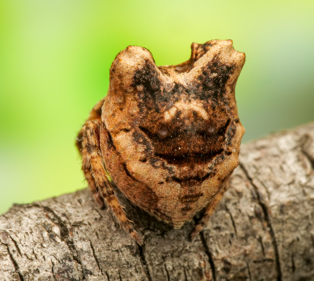 Carepalxis montifera