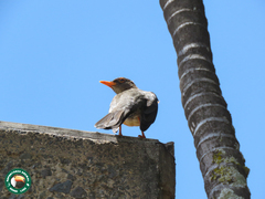Turdus abyssinicus