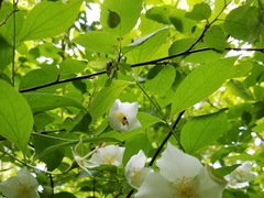 Philadelphus inodorus