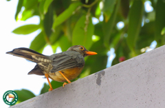 Turdus abyssinicus