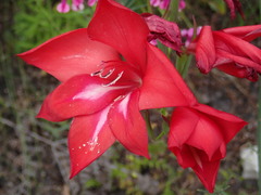 Gladiolus sempervirens