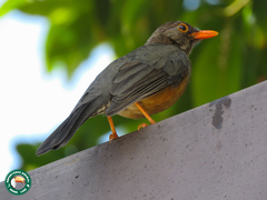 Turdus abyssinicus