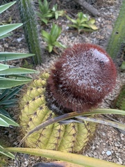 Melocactus