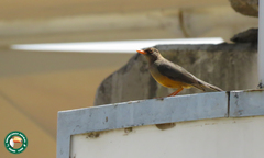 Turdus abyssinicus