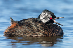 White-Tufted Grebe photo 5