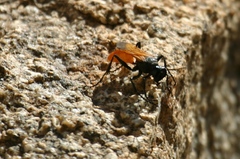 Palmodes praestans
