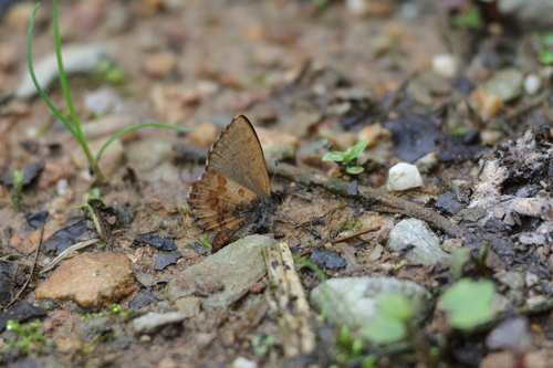 Orthomiella lucida