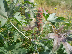 Ricinus communis