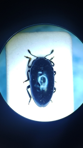 Aulacocheilus sibiricus