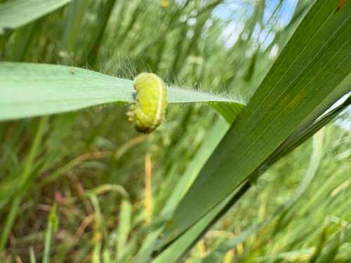 Unknown species found near Quicksilver, San Jose, CA, USA