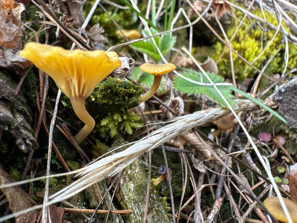 Lichenomphalia ericetorum · March 2026 · photo: © calebcatto (iNaturalist, cc-by)