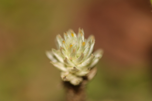 Gomphrena celosioides