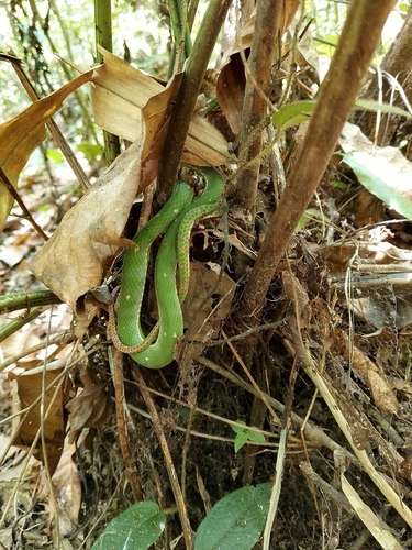 Trimeresurus hageni, 2026-03-26