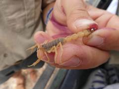 Parabuthus planicauda