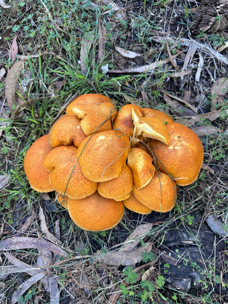 Gymnopilus junonius · March 2026 · photo: © pampasorro (iNaturalist, cc-by)