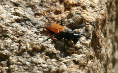 Palmodes praestans