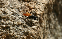 Palmodes praestans
