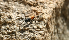 Palmodes praestans