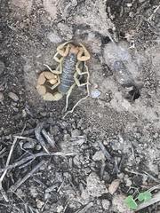 Parabuthus planicauda