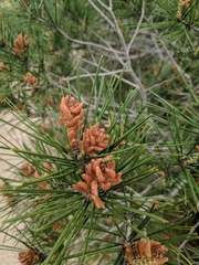 Pinus halepensis