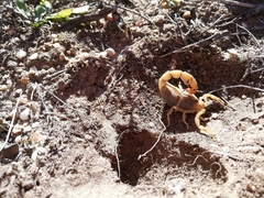 Parabuthus planicauda