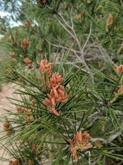 Pinus halepensis