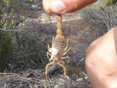 Parabuthus planicauda