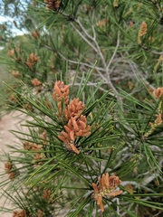 Pinus halepensis
