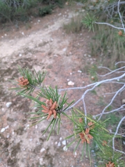 Pinus halepensis