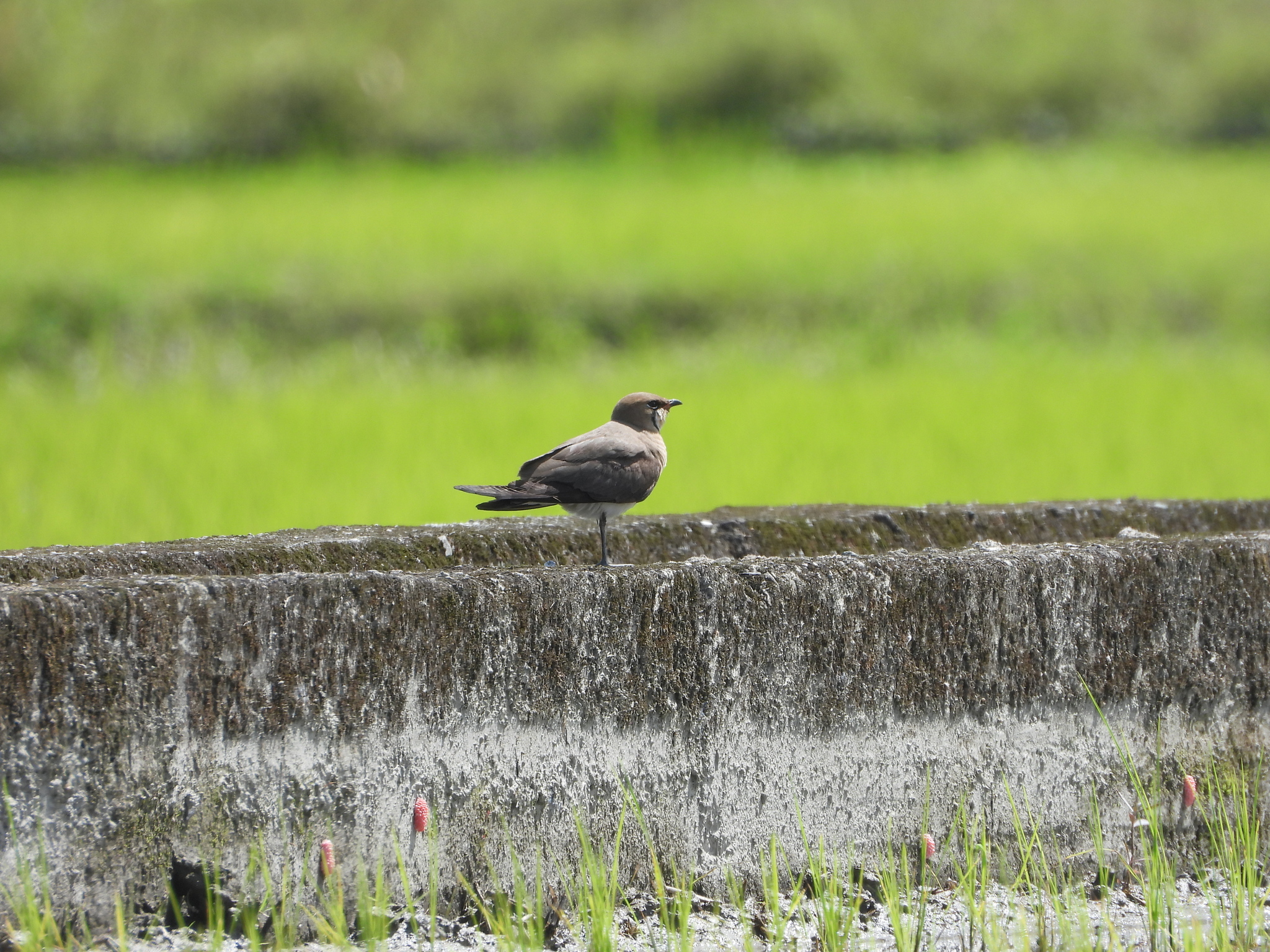Oriental Pratincole (Glareola maldivarum), photo 10